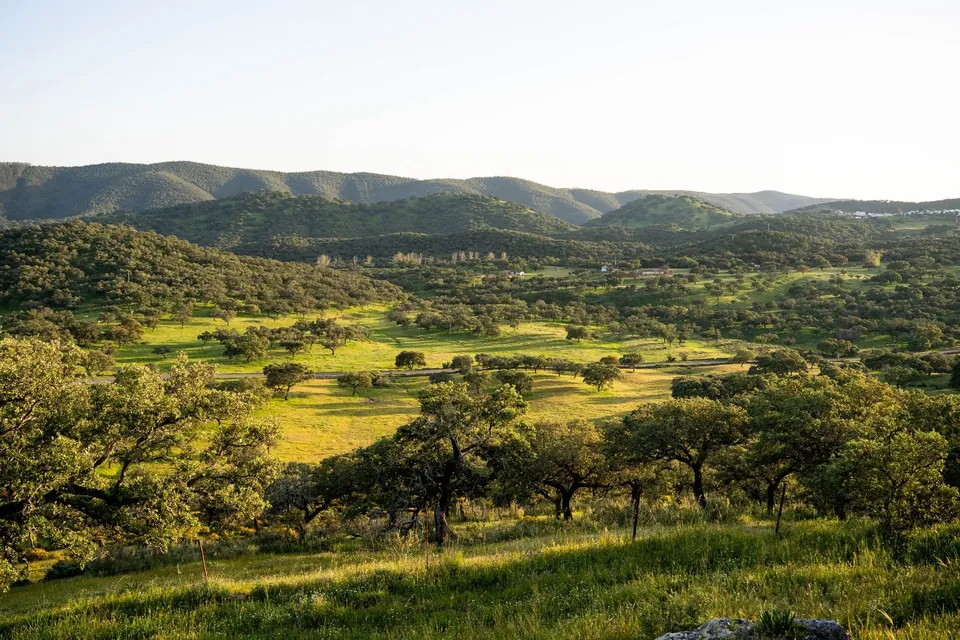 Paysage de dehesa aux chênes verts dans la lumière dorée du soir