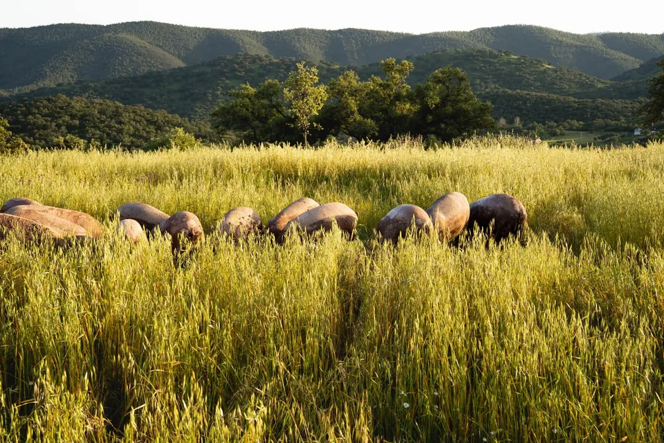 Porcs ibériques dans les hautes herbes, collines de la sierra en arrière-plan