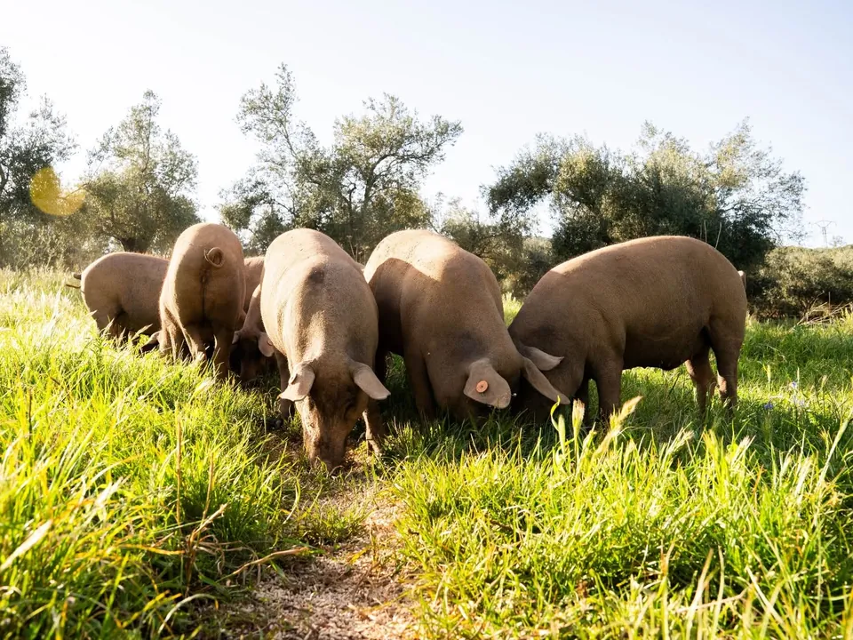 Porcs ibériques en liberté dans la dehesa
