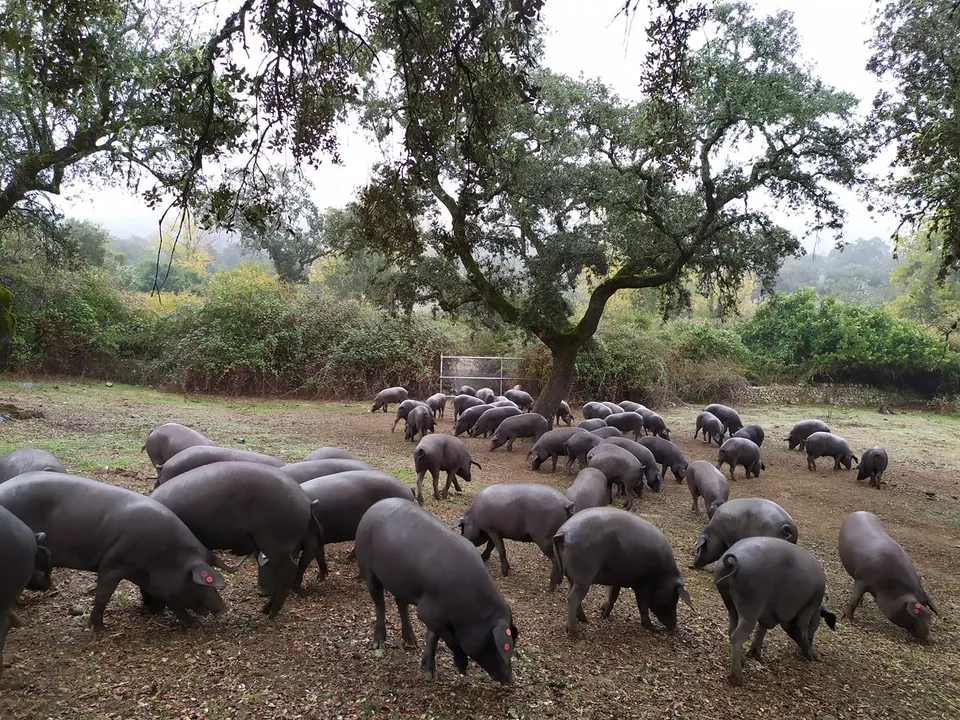 Troupeau de porcs ibériques noirs sous un chêne vert dans la brume